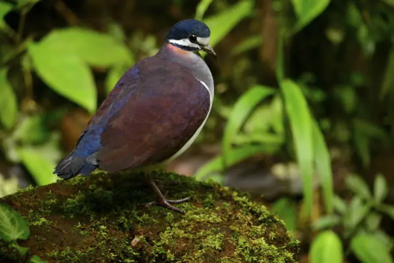 File:Geotrygon purpurata DT -P Milpe-Pachijal- (9) (20671110729).jpg