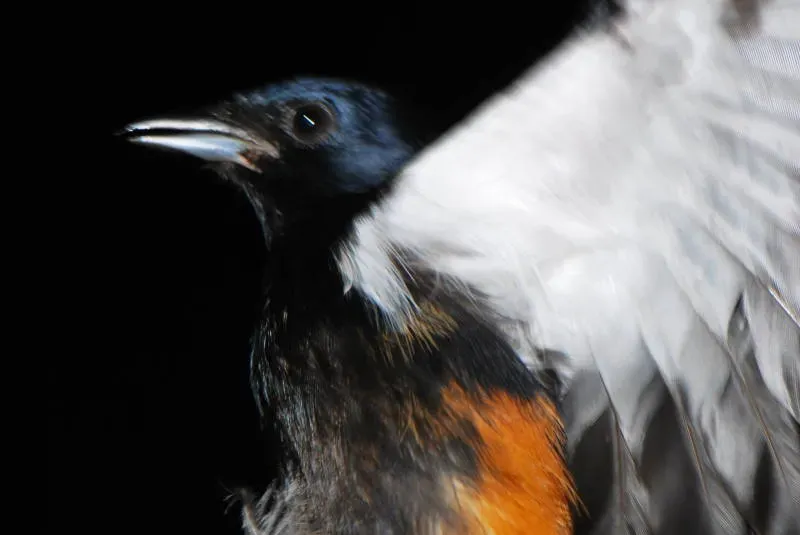 File:Tachyphonus surinamus macho DT -K BP Pañacocha- (3) (20921563192).jpg