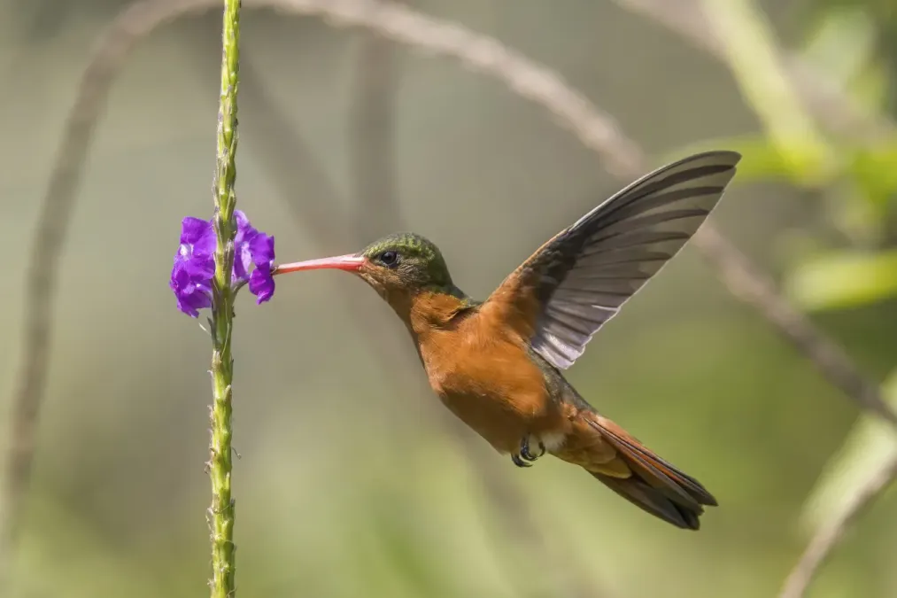 File:Cinnamon hummingbird (Amazilia rutila) in flight Los Tarrales.jpg