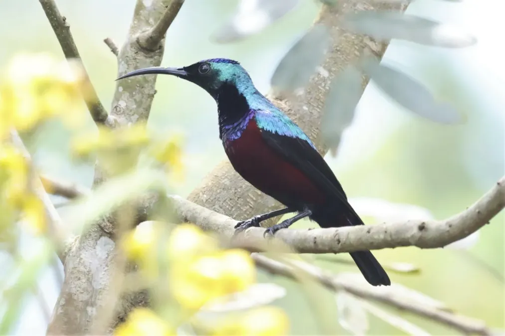 File:Cinnyris superbus superbus 247977975.jpg