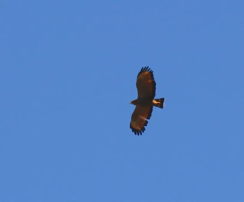 File:Gavião-caboclo or Savanna Hawk (Buteogallus meridionalis), or (Heterospizias meridionalis) (19640034044).jpg