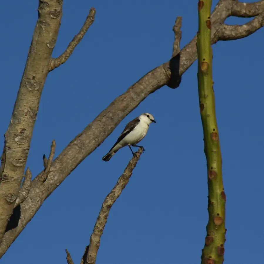 File:White-rumped Monjita or Noivinha-branca - (Xolmis velatus) (20282743032).jpg