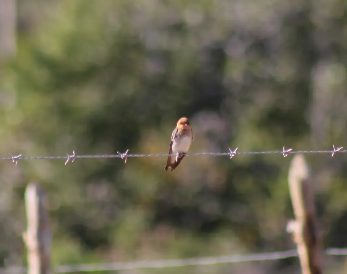 File:Tawny-headed Swallow or Andorinha morena (Alopochelidon fucata) (19670101074).jpg