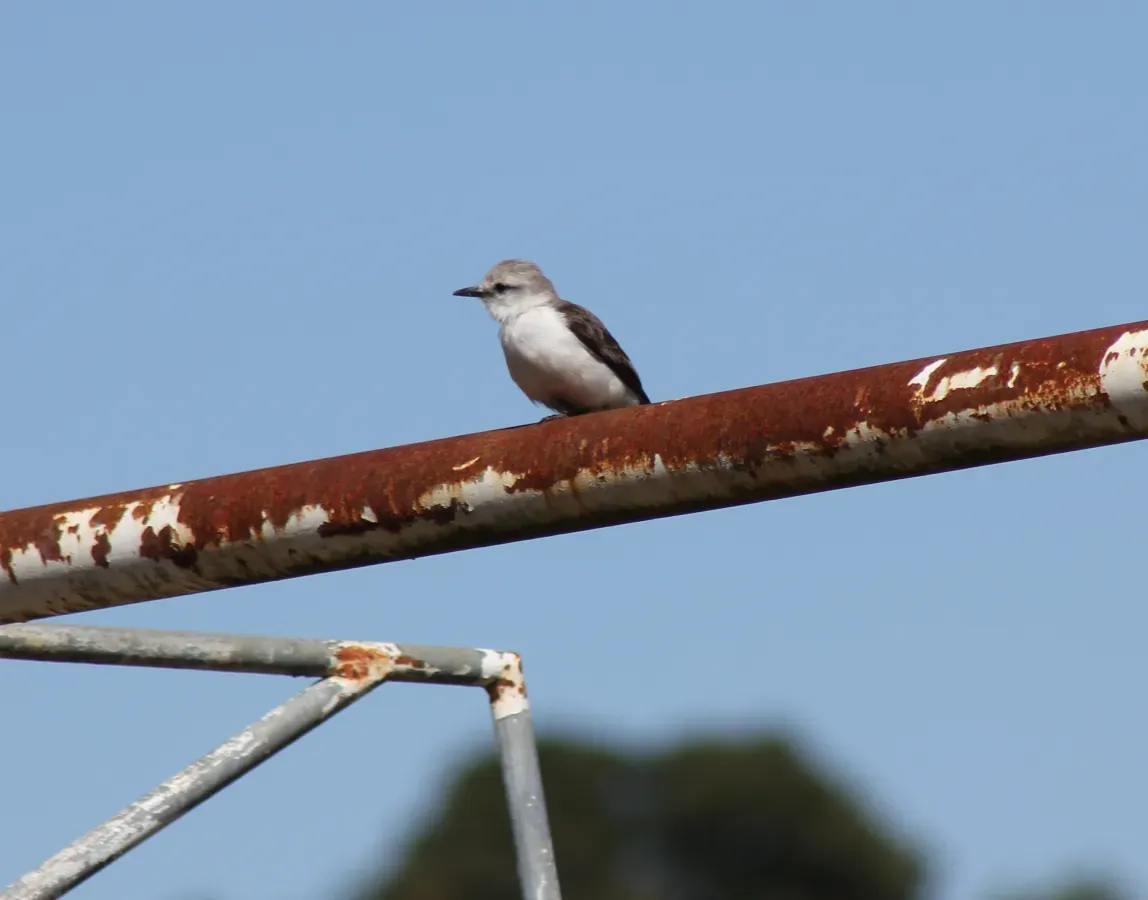 File:White-Rumped Monjita or Noivinha-branca (Xolmis velatus) (20266648486).jpg