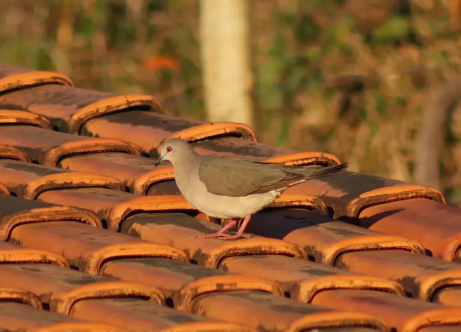 File:White-tipped Dove or juriti-pupu (Leptotila verreauxi) (20158992898).jpg