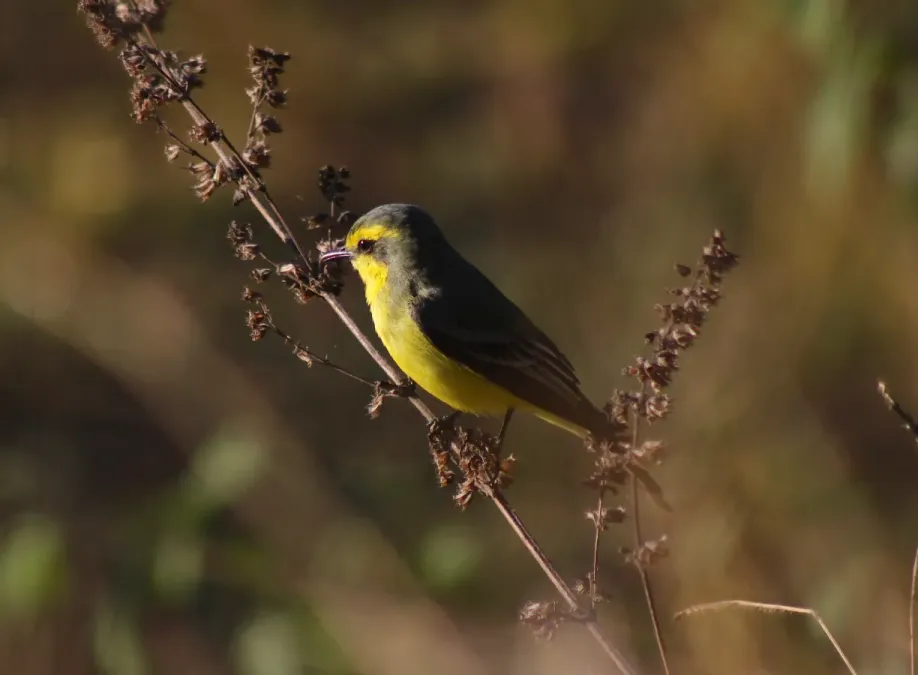 File:Yellow-browed Tyrant or Suiriri-pequeno - (Satrapa icterophrys) (20159240258).jpg
