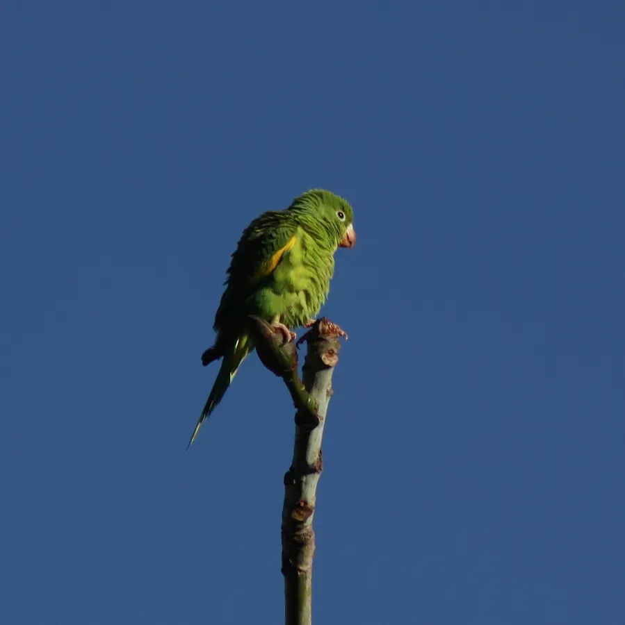 File:Yellow Chevroned Parakeet or Periquito-de-encontro-amarelo - (Brotogeris chiriri) (20159222818).jpg