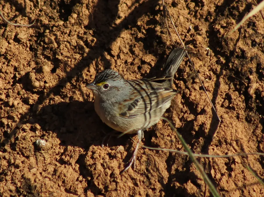 File:Grassland Sparrow or Tico-tico-do-campo (Ammodramus humeralis) (20320982306).jpg