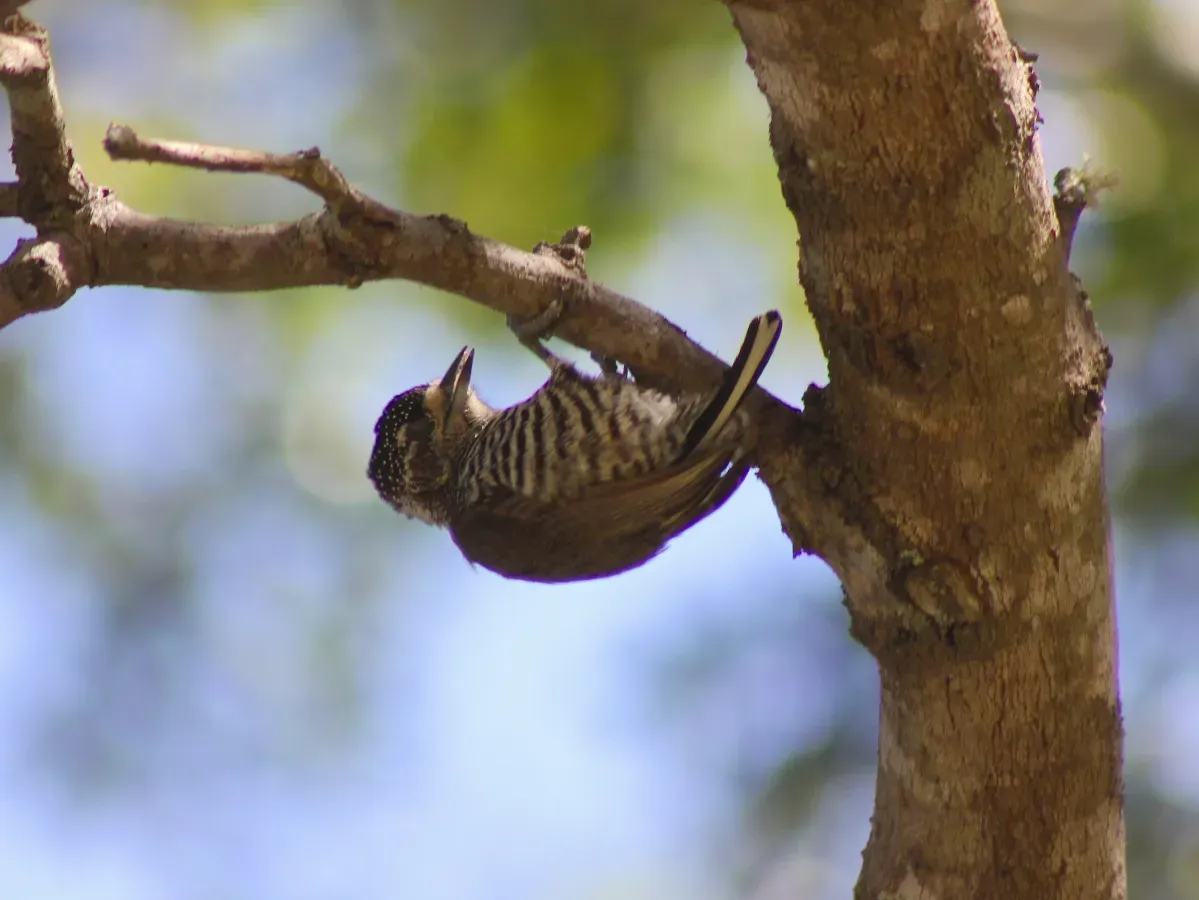 File:White-barred Piculet or Pica-pau-anão-barrado, female (Picumnus cirratus) (20347753435).jpg