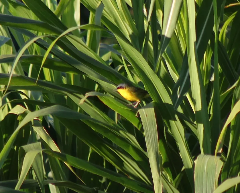 File:Masked Yellowthroat or Pia-cobra (Geothlypis aequinoctialis) (20164695640).jpg