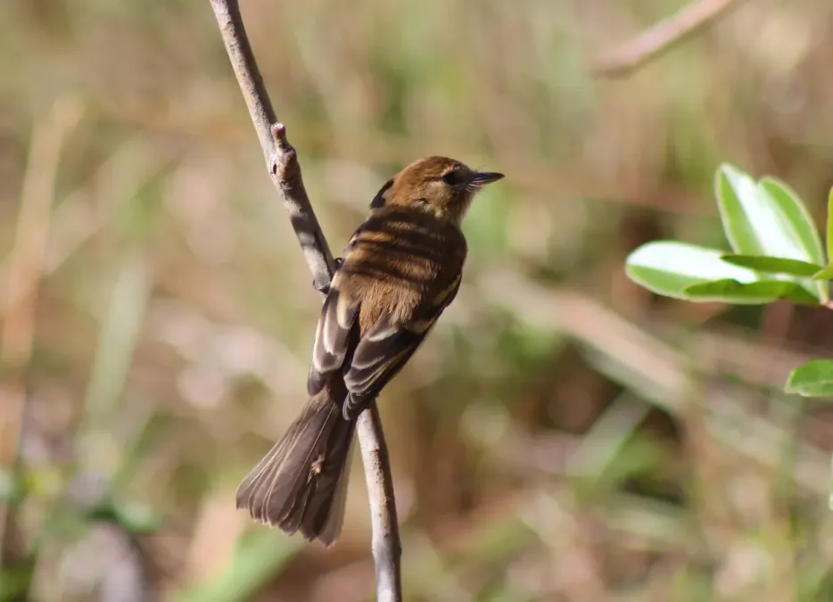 File:Bran-colored Flycatcher or Filipe (Cnemotriccus fuscatus) (19749082194).jpg