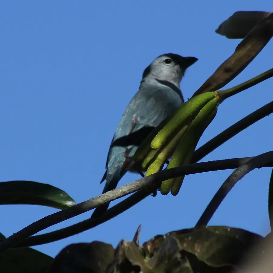 File:Sayaca Tanager or Sanhaçu-cinzento - (Thraupis sayaca) (19760794903).jpg
