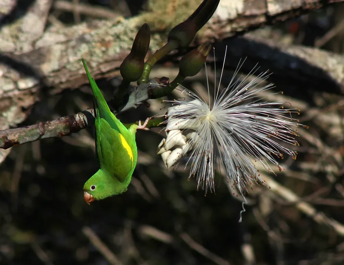 File:Yellow Chevroned Parakeet or Periquito-de-encontro-amarelo - (Brotogeris chiriri) (19774210244).jpg