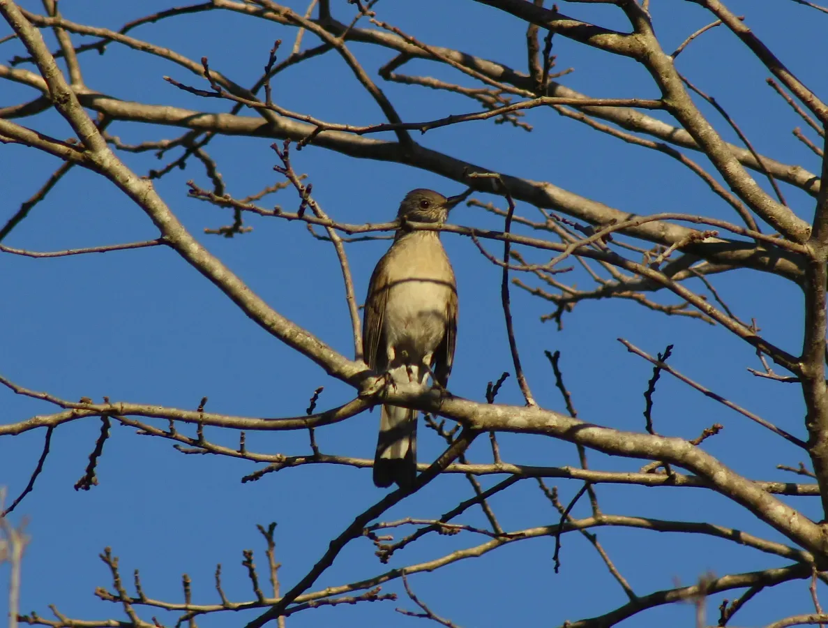 File:Pale-breasted Thrush or Sabiá-barranco (Turdus leucomelas) (20208826778).jpg