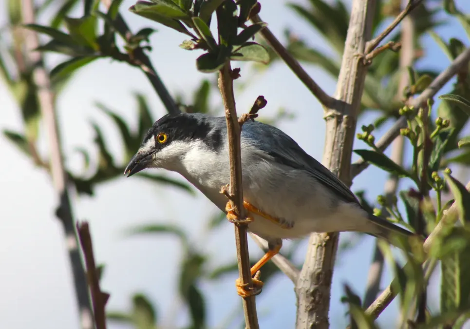 File:Hooded Tanager or Saíra-de-chapéu-preto (Nemosia pileata) (20406394721).jpg