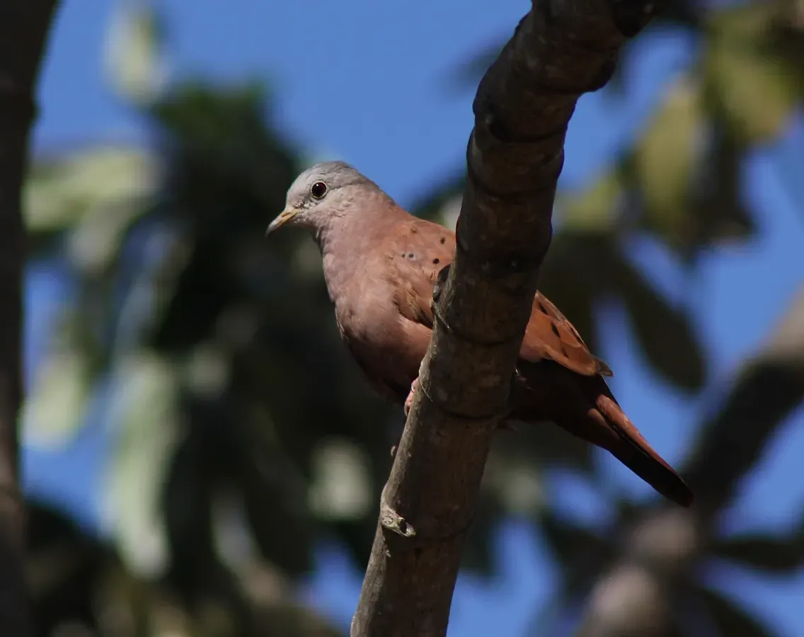 File:Ruddy Ground Dove or Rolinha-roxa (Columbina talpacoti) (20212090340).jpg