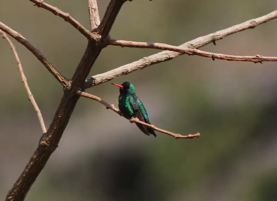 File:Glittering-bellied Emerald or besourinho-de-bico-vermelho (Chlorostilbon lucidus) (20435219585).jpg