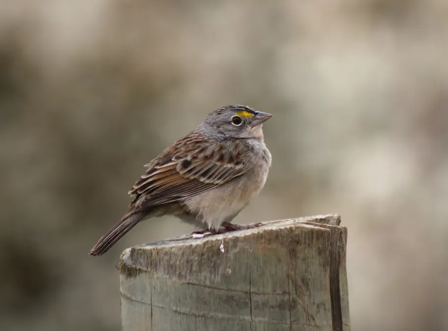 File:Grassland Sparrow or Tico-tico-do-campo (Ammodramus humeralis) (20432430946).jpg