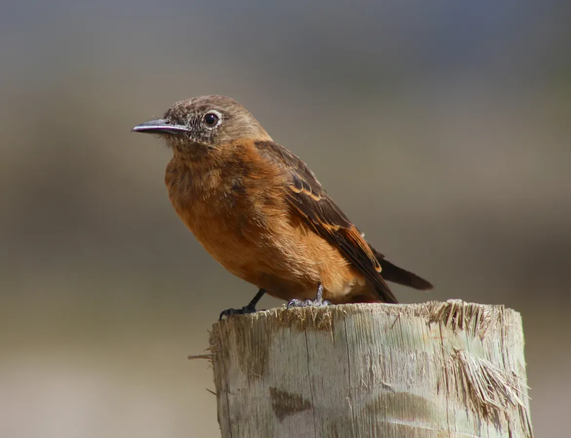 File:Cliff Flycatcher or Gibão-de-Couro, (Hirundinea ferruginea) (20482531131).jpg