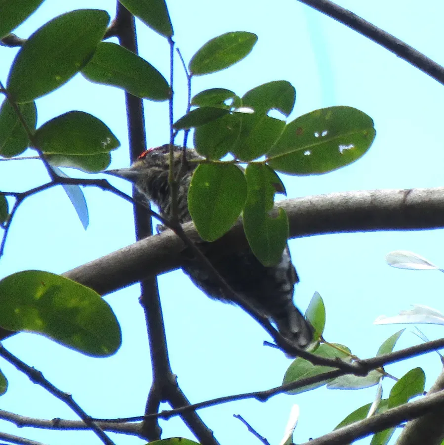 File:White-barred Piculet (male) or Pica-pau-anão-barrado (Picumnus cirratus) (19949836553).jpg
