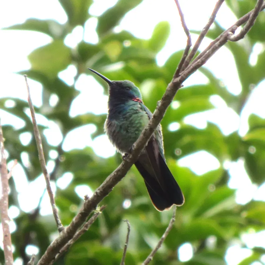 File:White-vented Violetear or Colibri-de-canto (Colibri serrirostris) (20543853176).jpg