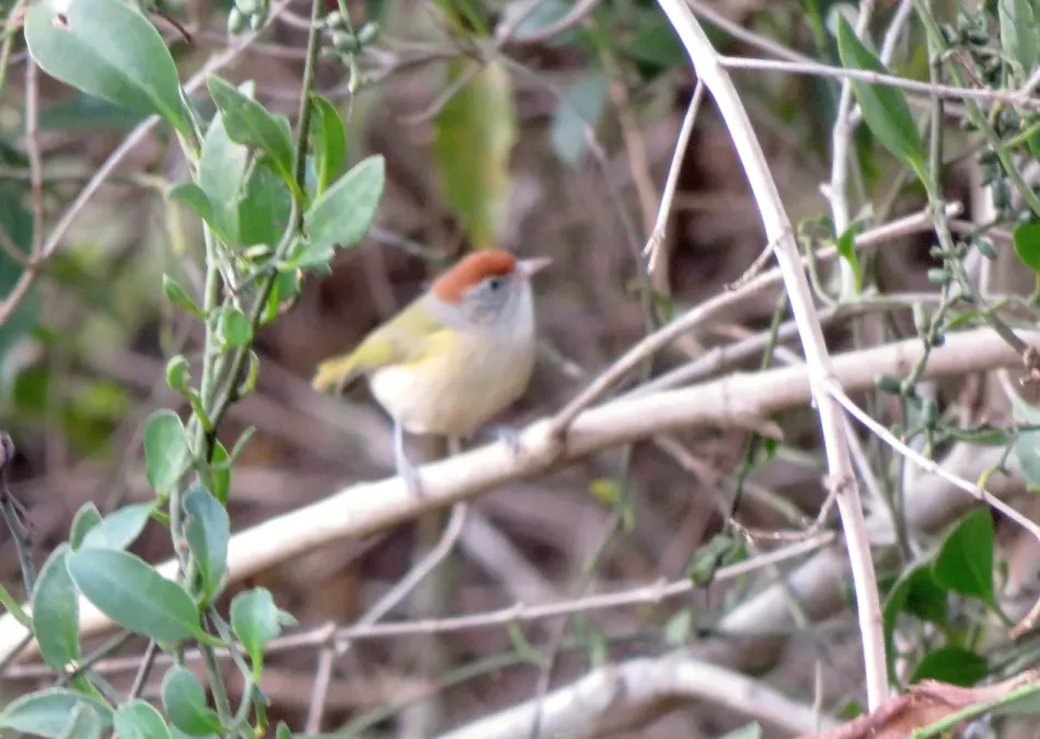File:RARE Gray-eyed Greenlet or Verdinho-de-olha-cinza (Hylophilus amaurocephalus) (20568186572).jpg