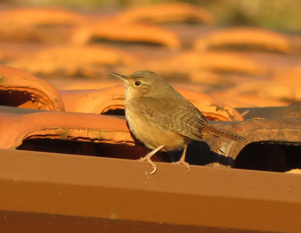 File:Southern House Wren or Corruíra (Troglodytes musculus) (20566790836).jpg