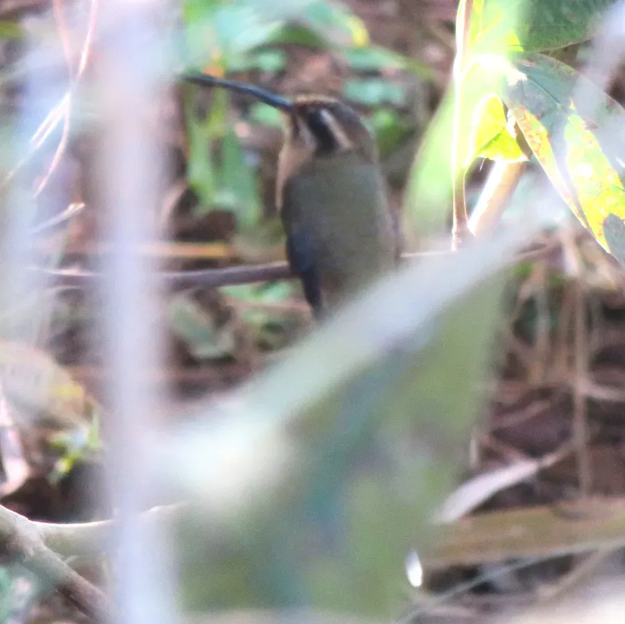 File:Planalto Hermit or rabo-branco-acanelado (Phaethornis pretrei) (20567687406).jpg