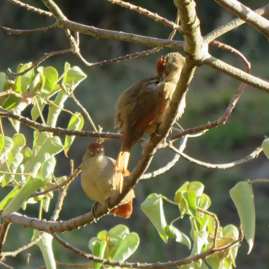 File:Greater Thornbird or Graveteiro (Phacellodomus ruber) (20567671956).jpg