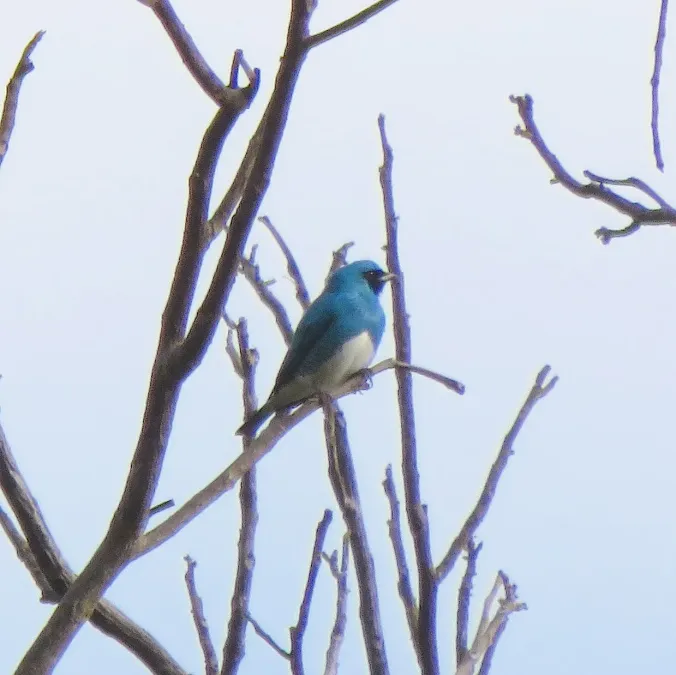 File:Swallow Tanager or Saí-Andorinha macho (Tersina viridis) (20405018798).jpg