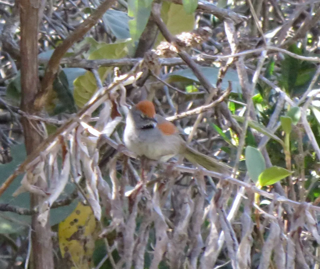 File:Spix's Spinetail or João-teneném (Synallaxis spixi) (20550215719).jpg