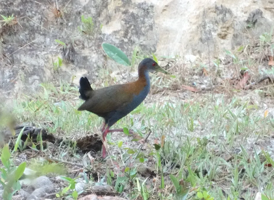 File:Slaty-breasted Wood-Rail or Saracura-do-mato (Aramides saracura) (21950871323).jpg