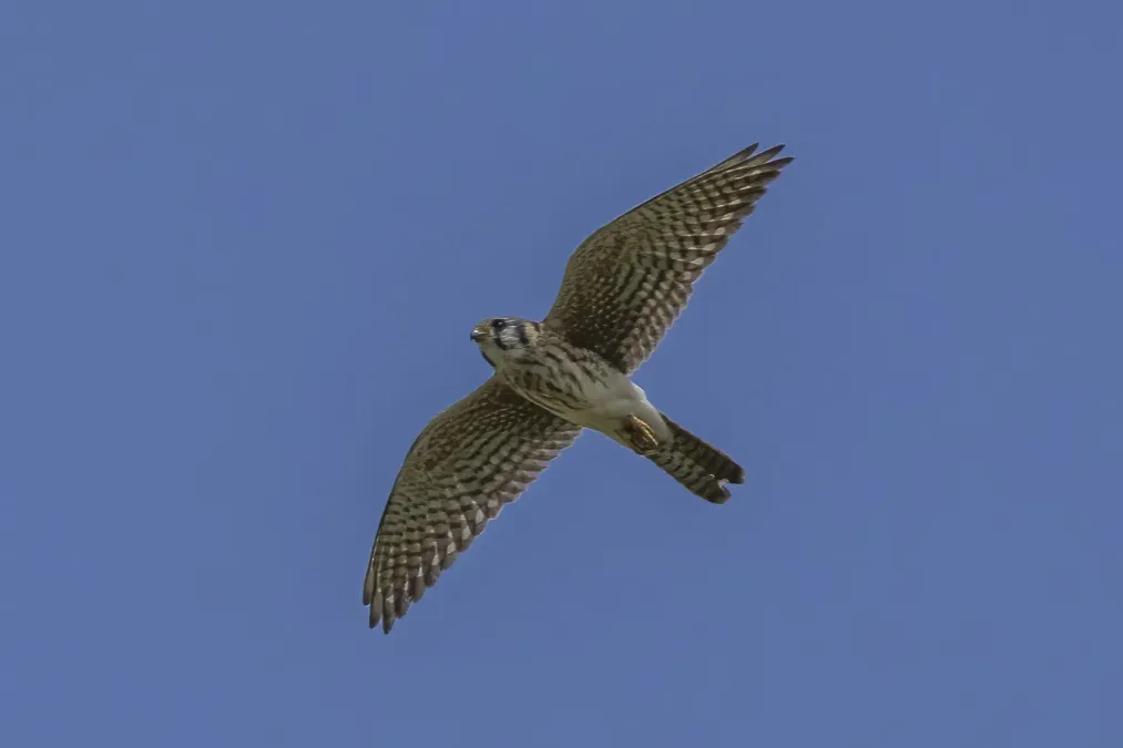 File:American kestrel (Falco sparverius tropicalis) female in flight Cayo.jpg