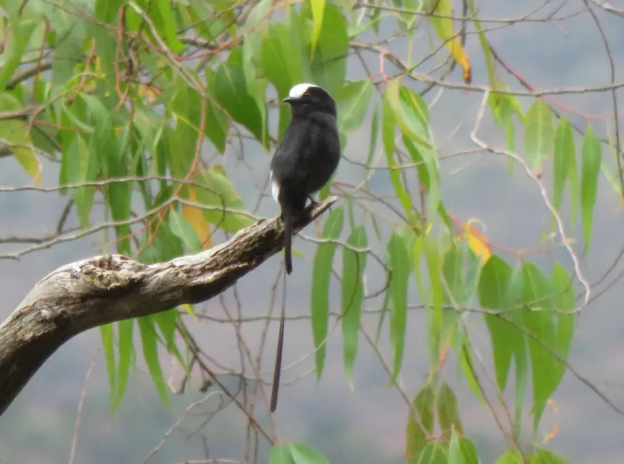 File:Long-tailed Tyrant or Viuvinha (Colonia colonus) (20607978936).jpg