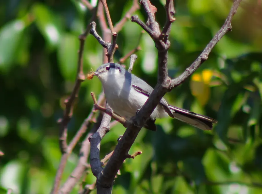 File:Masked Gnatcatcher (female) or Balança-rabo-mascarado (Polioptila dumicola) (20954132655).jpg