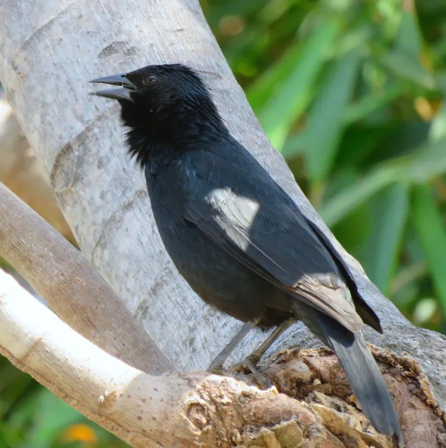 File:Chopi Blackbird or Passaro-preto or Grauna (Gnorimopsar chopi) (20315949004).jpg