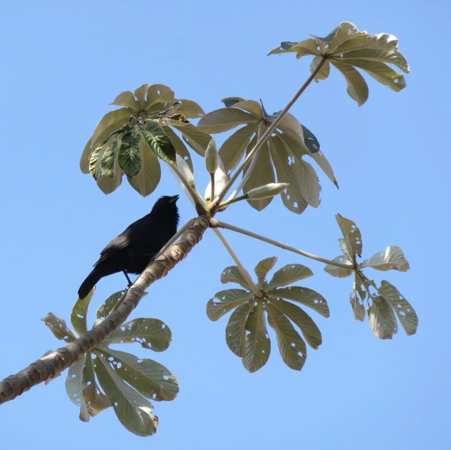 File:Chopi Blackbird or Passaro-preto-grauna (Gnorimopsar chopi) (20751900739).jpg