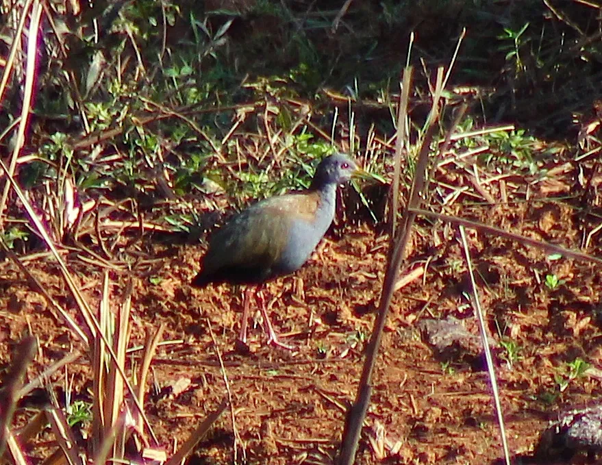 File:Slaty-breasted Wood-Rail or Saracura-do-mato (Aramides saracura) (20277869103).jpg