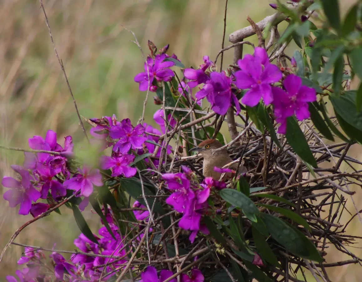File:Greater Thornbird or Graveteiro (Phacellodomus ruber) (20361259543).jpg