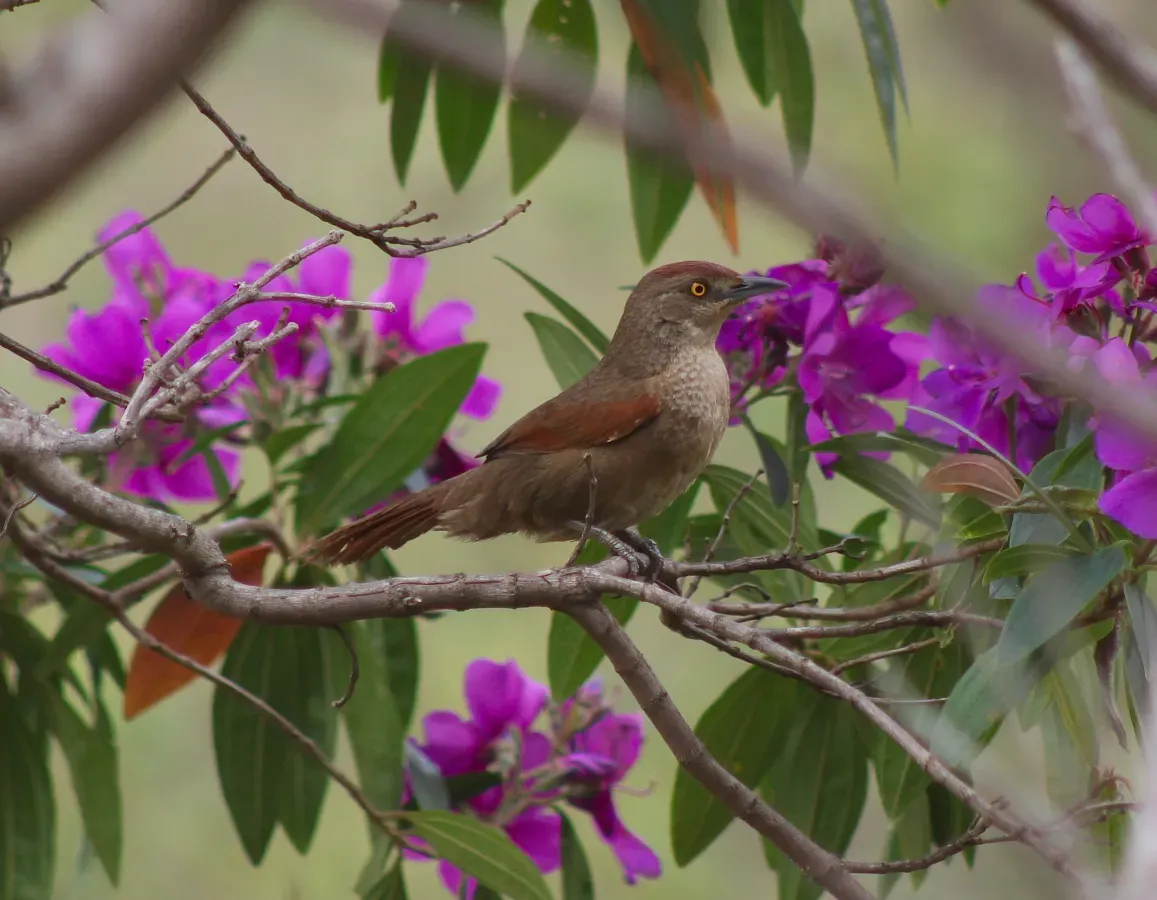 File:Greater Thornbird or Graveteiro (Phacellodomus ruber) (20794412448).jpg