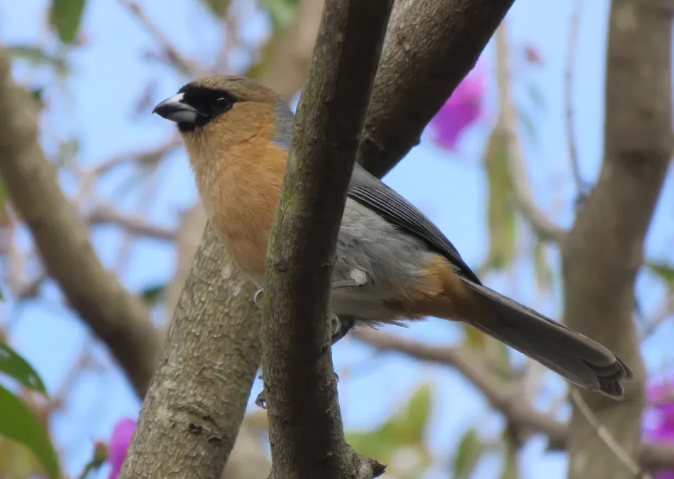 File:Cinnamon Tanager or Bico-de-veludo (Schistochlamys ruficapillus) (20845153405).jpg