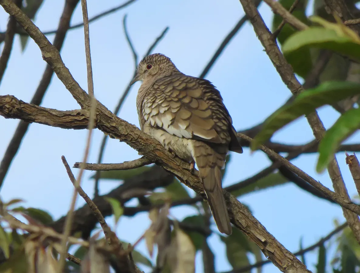 File:Scaled Dove or Fogo-apagou (Columbina squammata) (20818605786).jpg