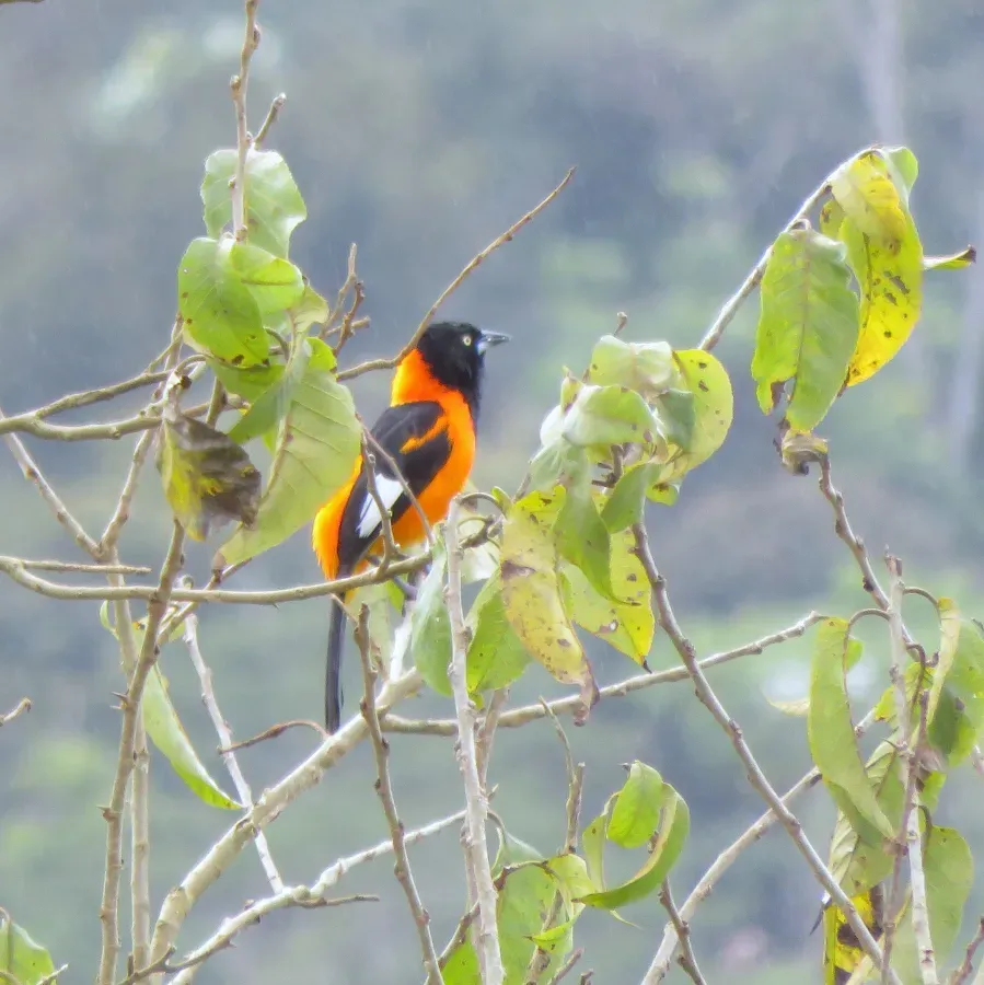 File:Campo Troupial or Corrupião (Icterus jamacaii) (20446799040).jpg
