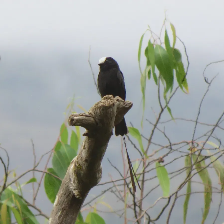 File:Long-tailed Tyrant or Viuvinha (Colonia colonus) (20607971586).jpg