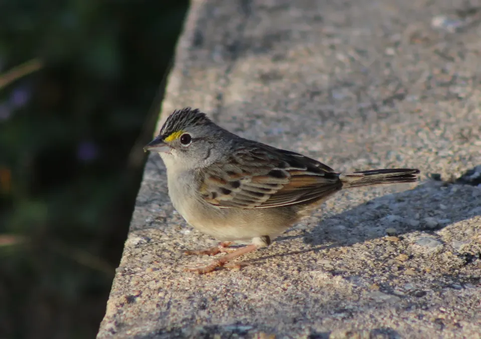 File:Grassland Sparrow or Tico-tico-do-campo (Ammodramus humeralis) (20075508108).jpg