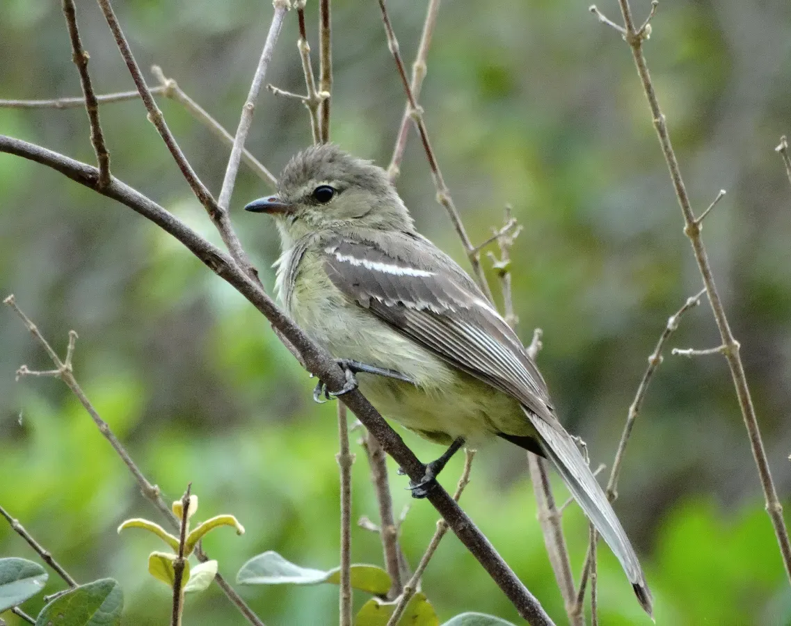 File:Highland Elaenia (Elaenia obscura) (22678512639).jpg