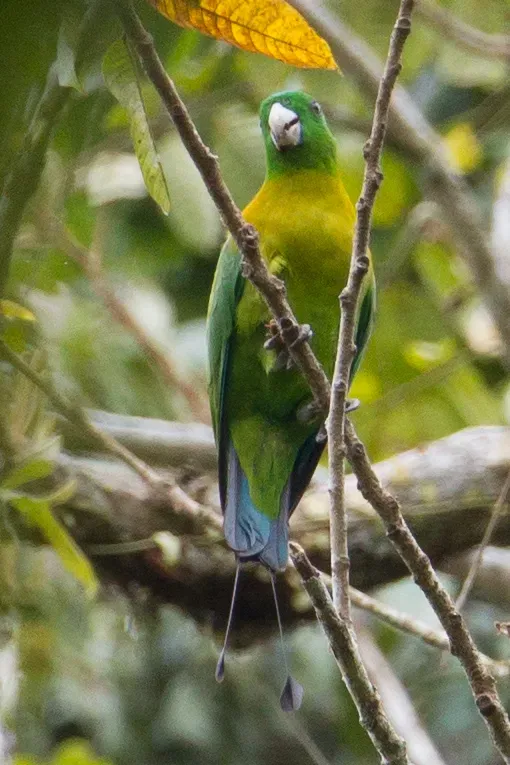 File:Prioniturus flavicans 107895066.jpg