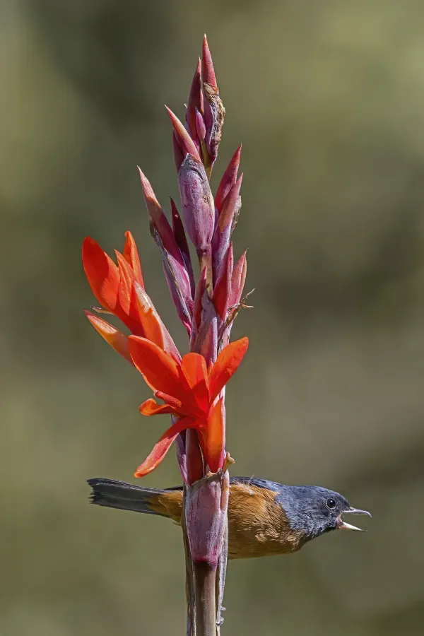 File:Cinnamon-bellied flowerpiercer (Diglossa baritula) male on Indian shot (Canna indica) Finca El Pilar.jpg