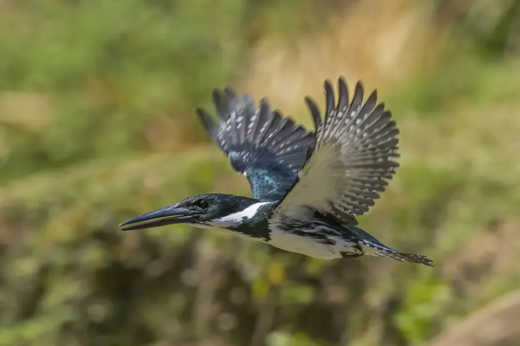 File:Amazon kingfisher (Chloroceryle amazona) female in flight Cayo 2.jpg