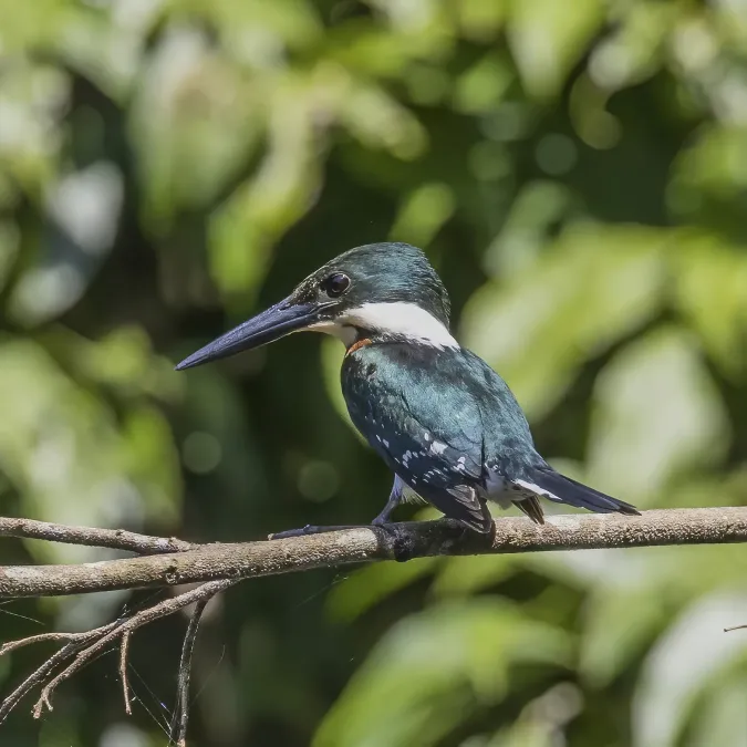 File:Amazon kingfisher (Chloroceryle amazona) male Cayo 2.jpg
